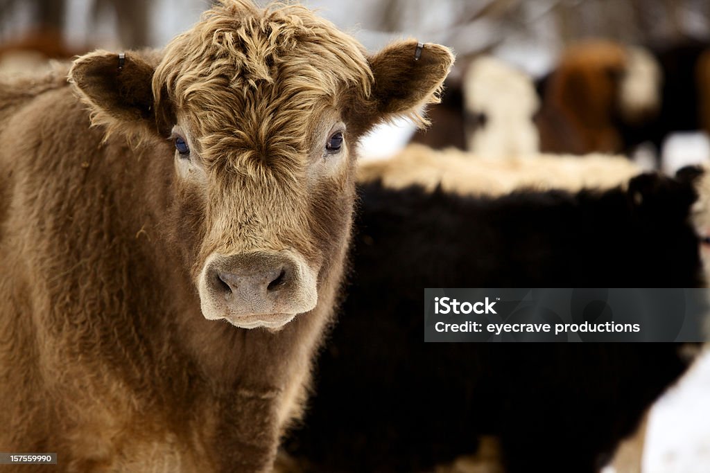 Сельскохозяйственная продукция